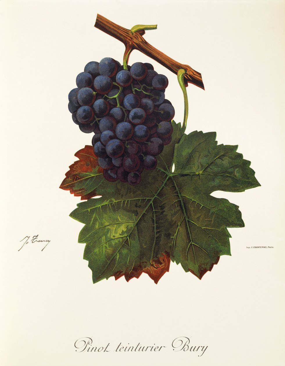 Winogrono Pinot Teinturier Bury J.Troncy autorstwa Jules Troncy
