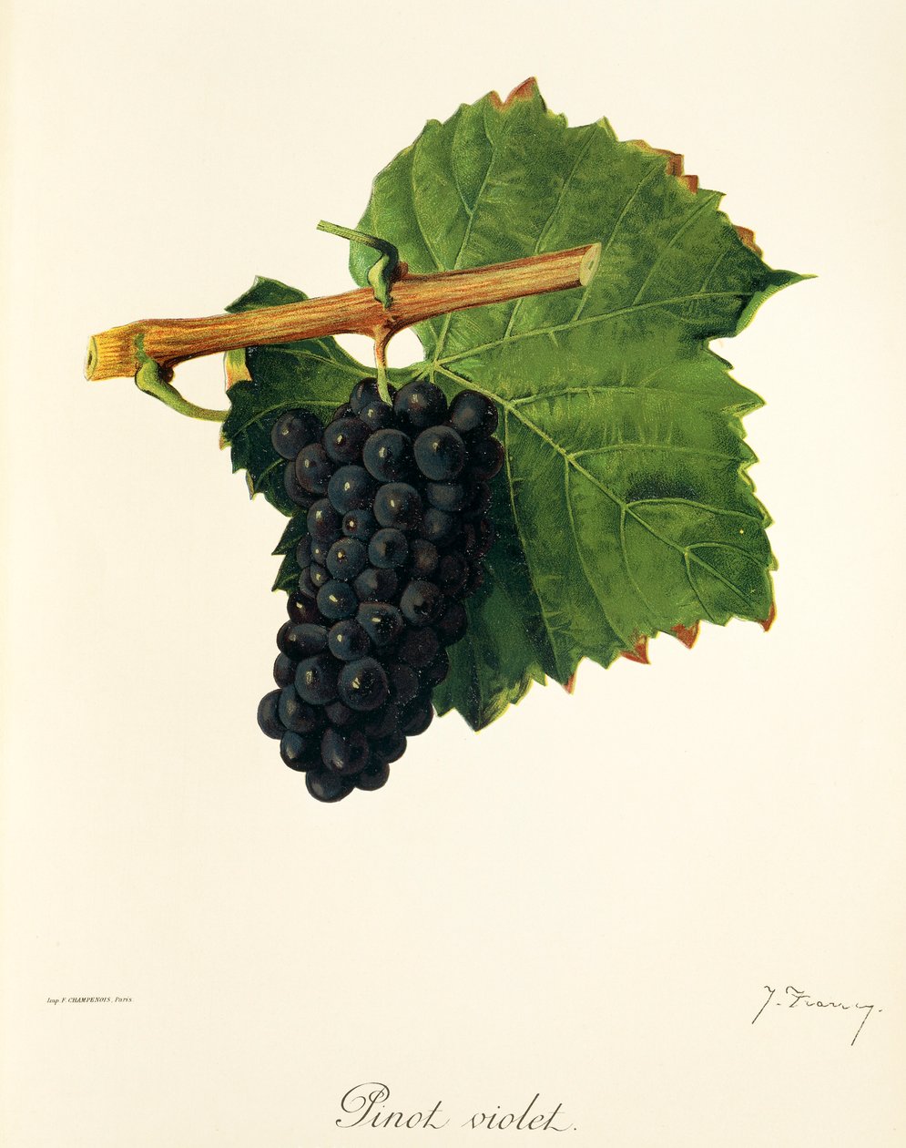 Winogrono Pinot Violet J.Troncy autorstwa Jules Troncy