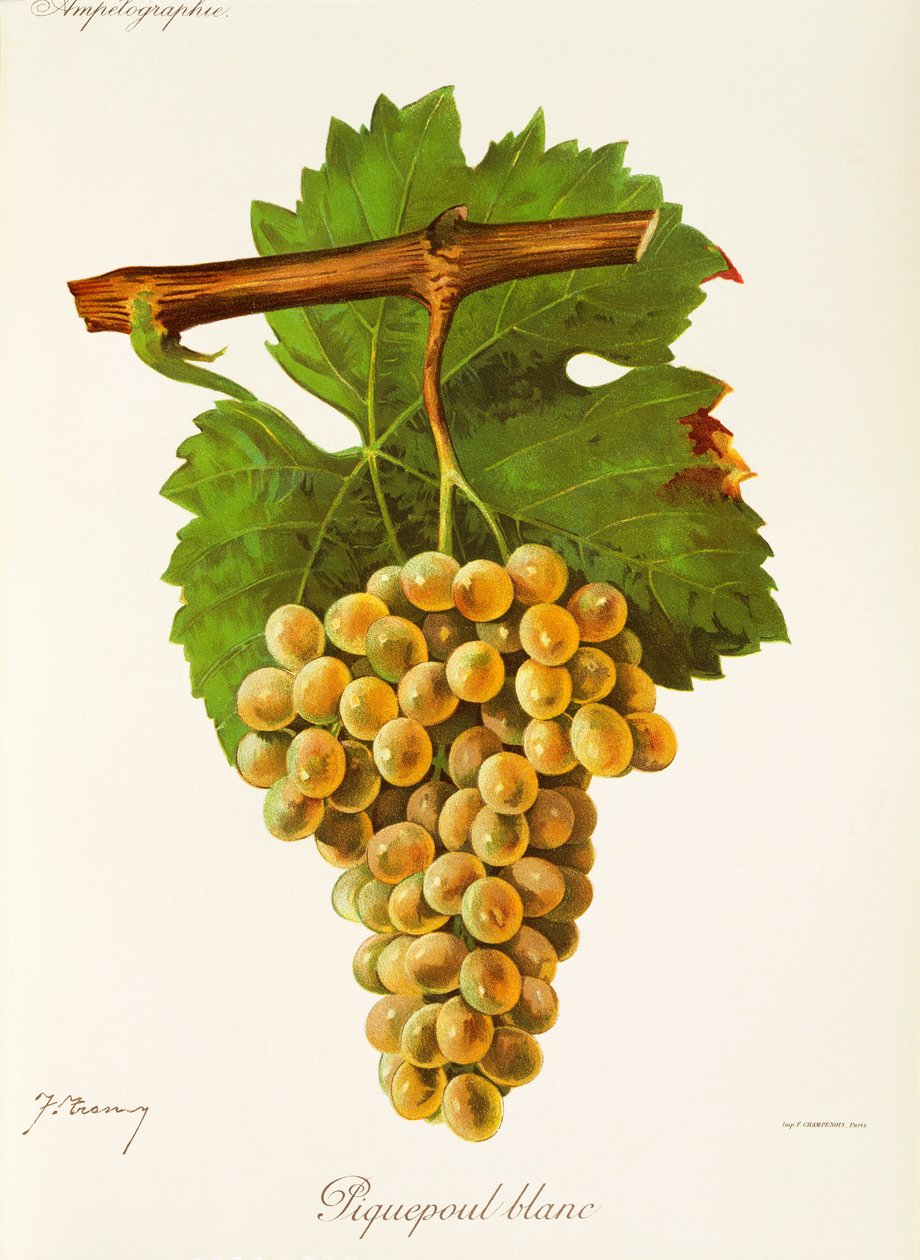 Winogrona Piquepoul Blanc J.Troncy autorstwa Jules Troncy