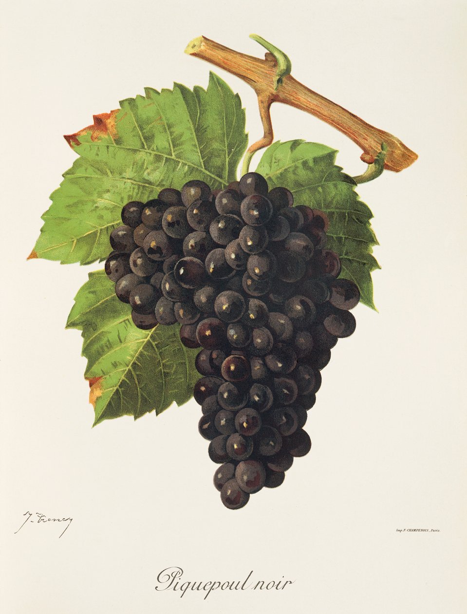 Winogrono Piquepoul Noir J.Troncy autorstwa Jules Troncy