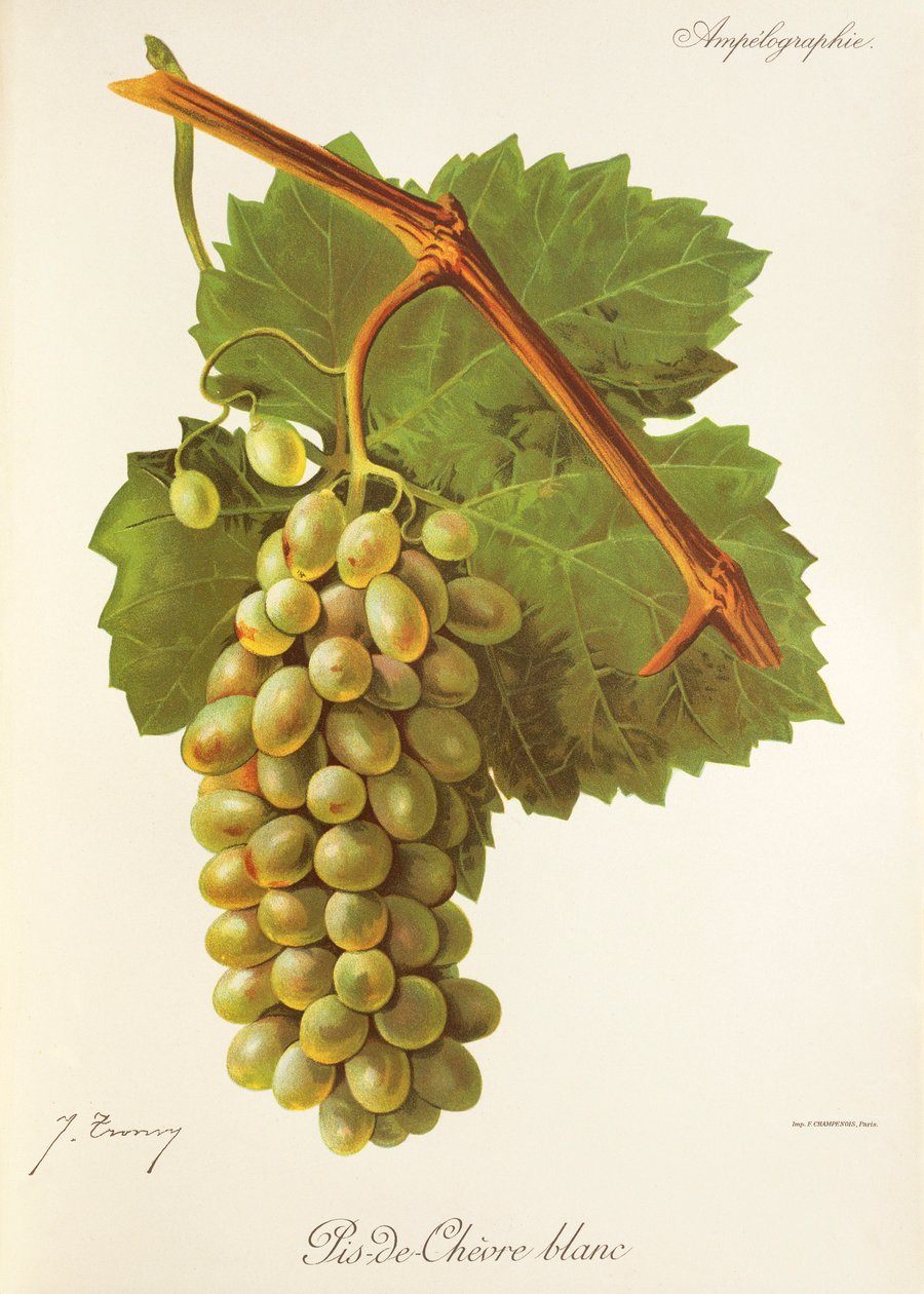 Winogrona Pis-de-Chevre Blanc J.Troncy autorstwa Jules Troncy