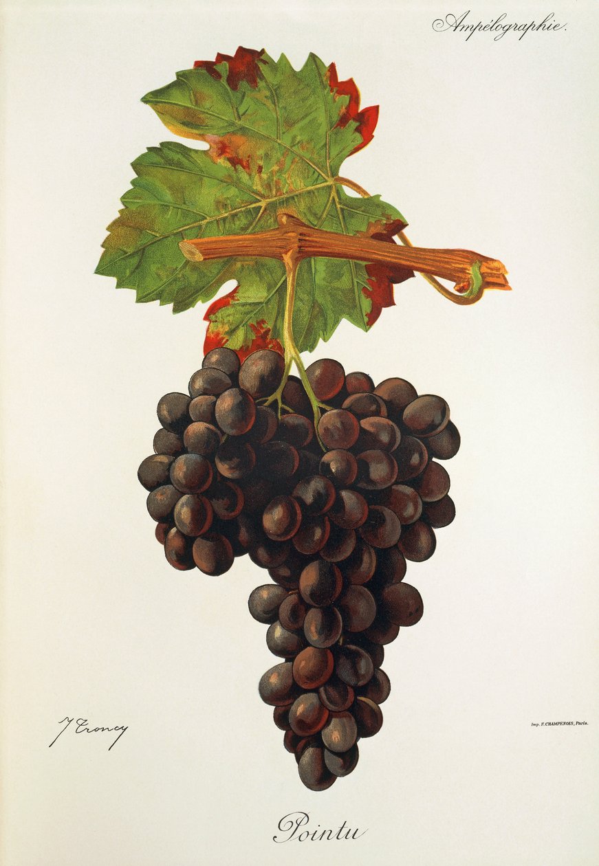 Winogrona Pointu J.Troncy autorstwa Jules Troncy