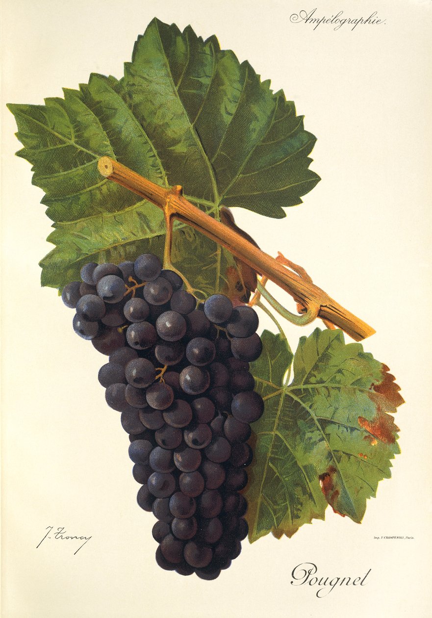 Pougnel winogron J.Troncy autorstwa Jules Troncy