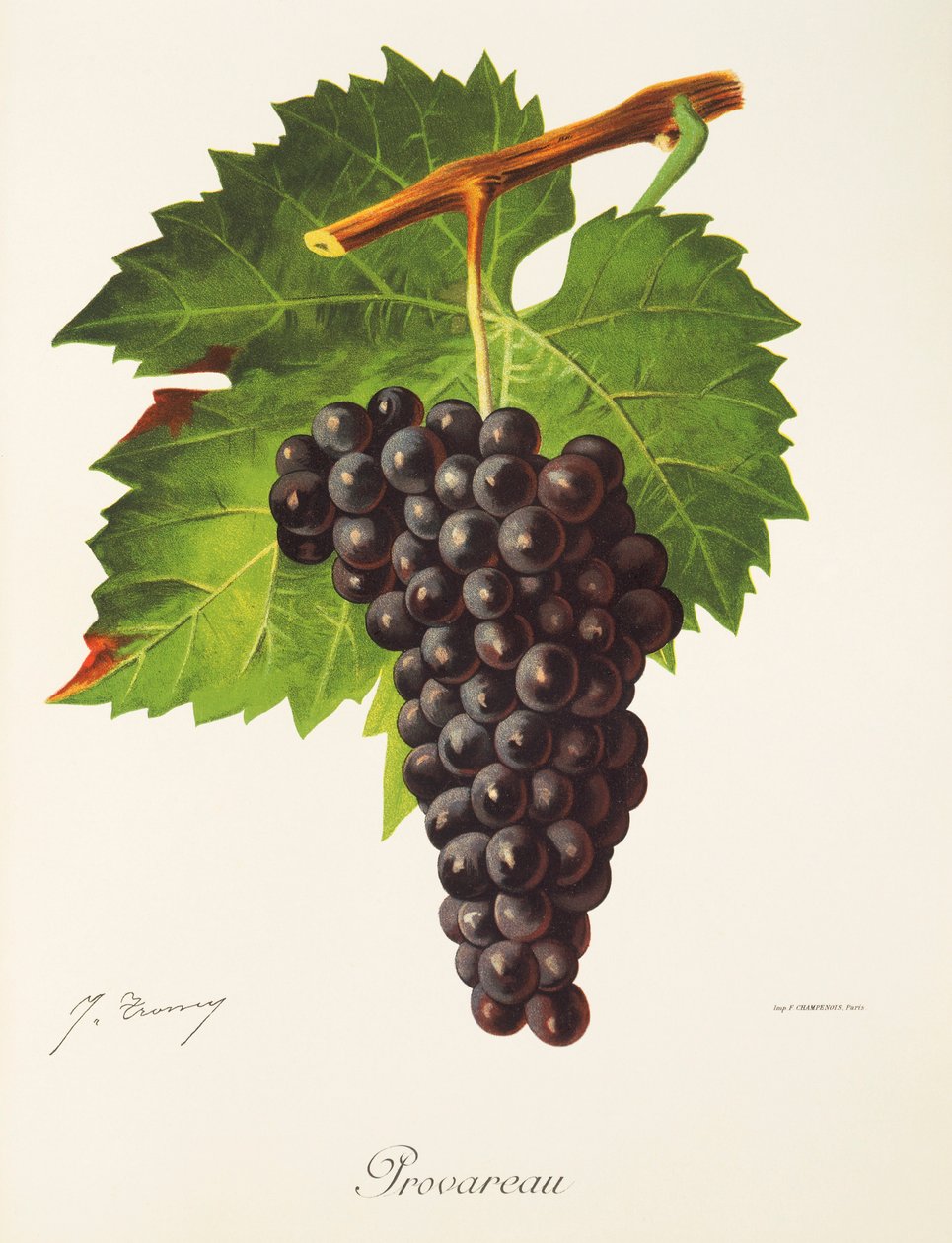 Winogrona Provareau J.Troncy autorstwa Jules Troncy