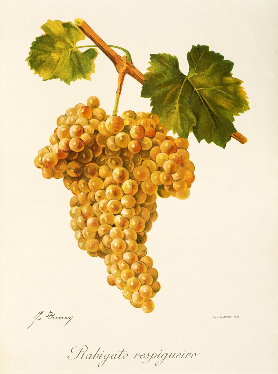 Winogrona Rabigato Respigueiro J.Troncy autorstwa Jules Troncy
