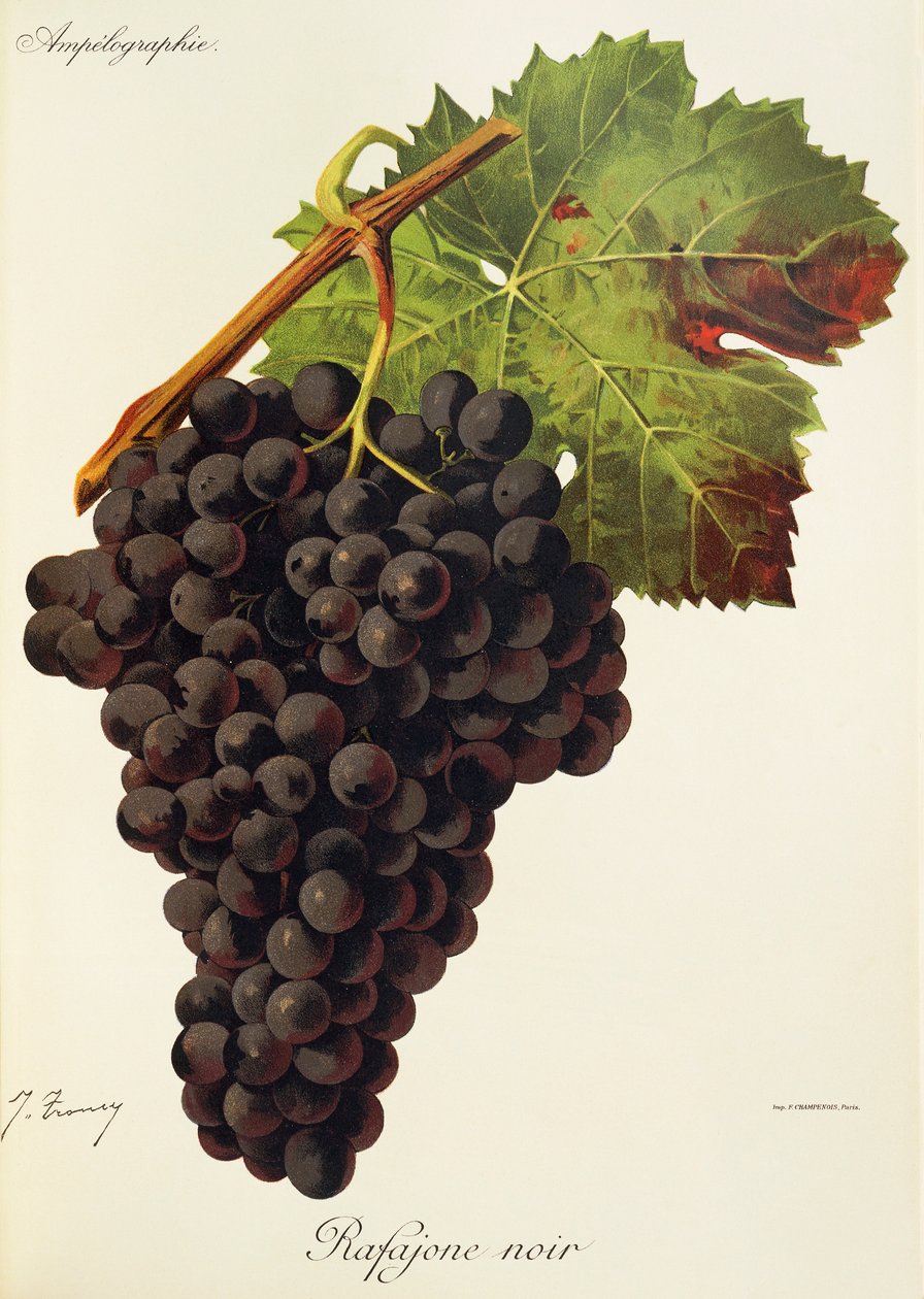 Winogrono Rafajone Noir J.Troncy autorstwa Jules Troncy