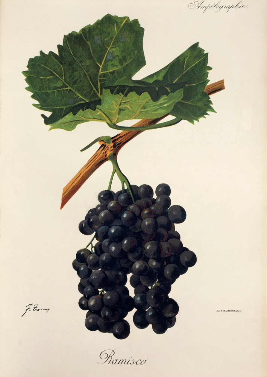 Winogrona Ramisco J.Troncy autorstwa Jules Troncy