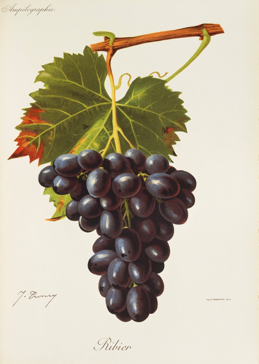 Winogrona Ribier J.Troncy autorstwa Jules Troncy