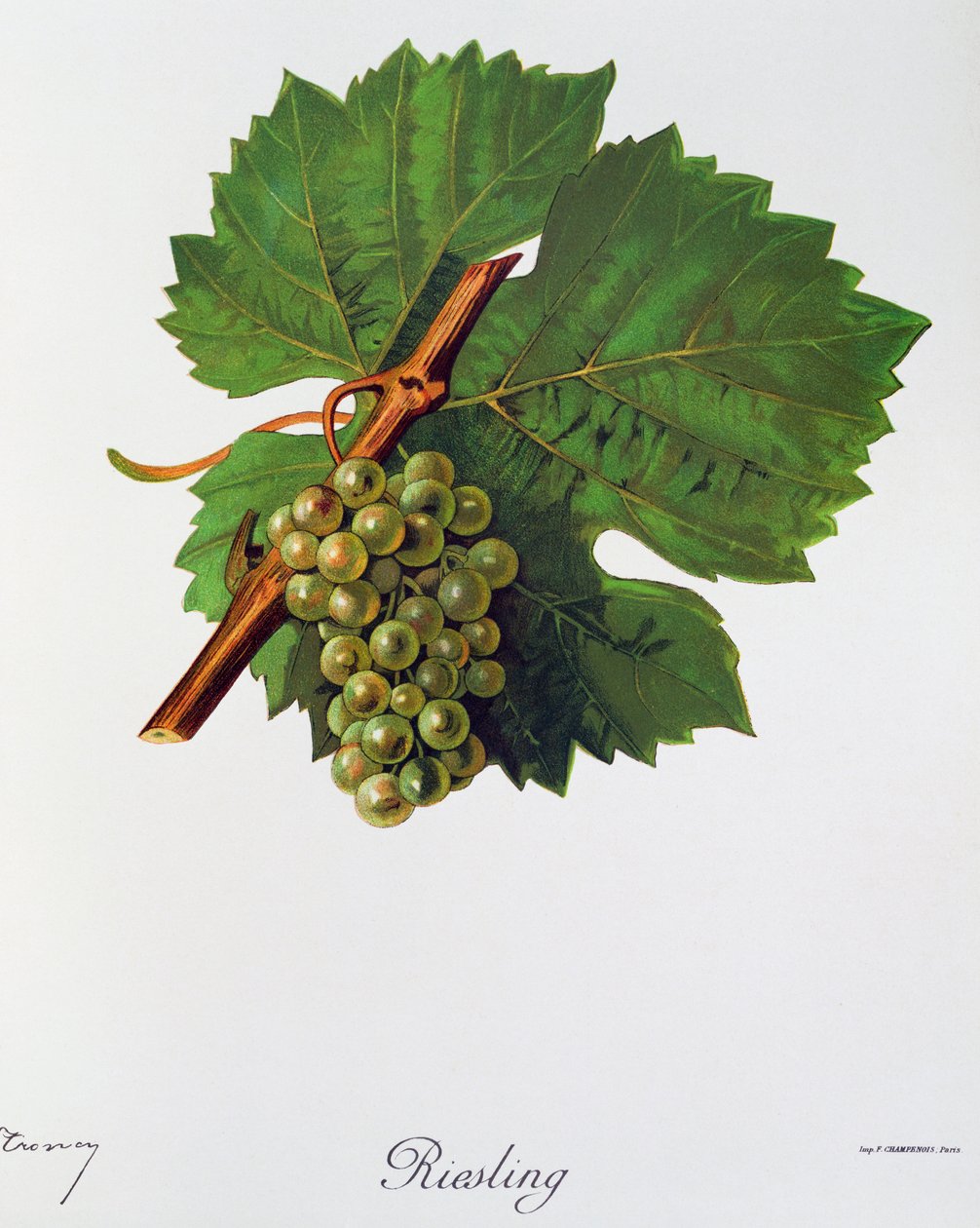 Winogrona Riesling autorstwa Julesa Troncy z Ampelographie, Traite general de viticulture (Ampelografia, Traktat Generalny o uprawie winorośli), tom II, autorstwa Pierre Viala (1859-1936) i Victora Vermorela (1848-1927), Paryż autorstwa Jules Troncy
