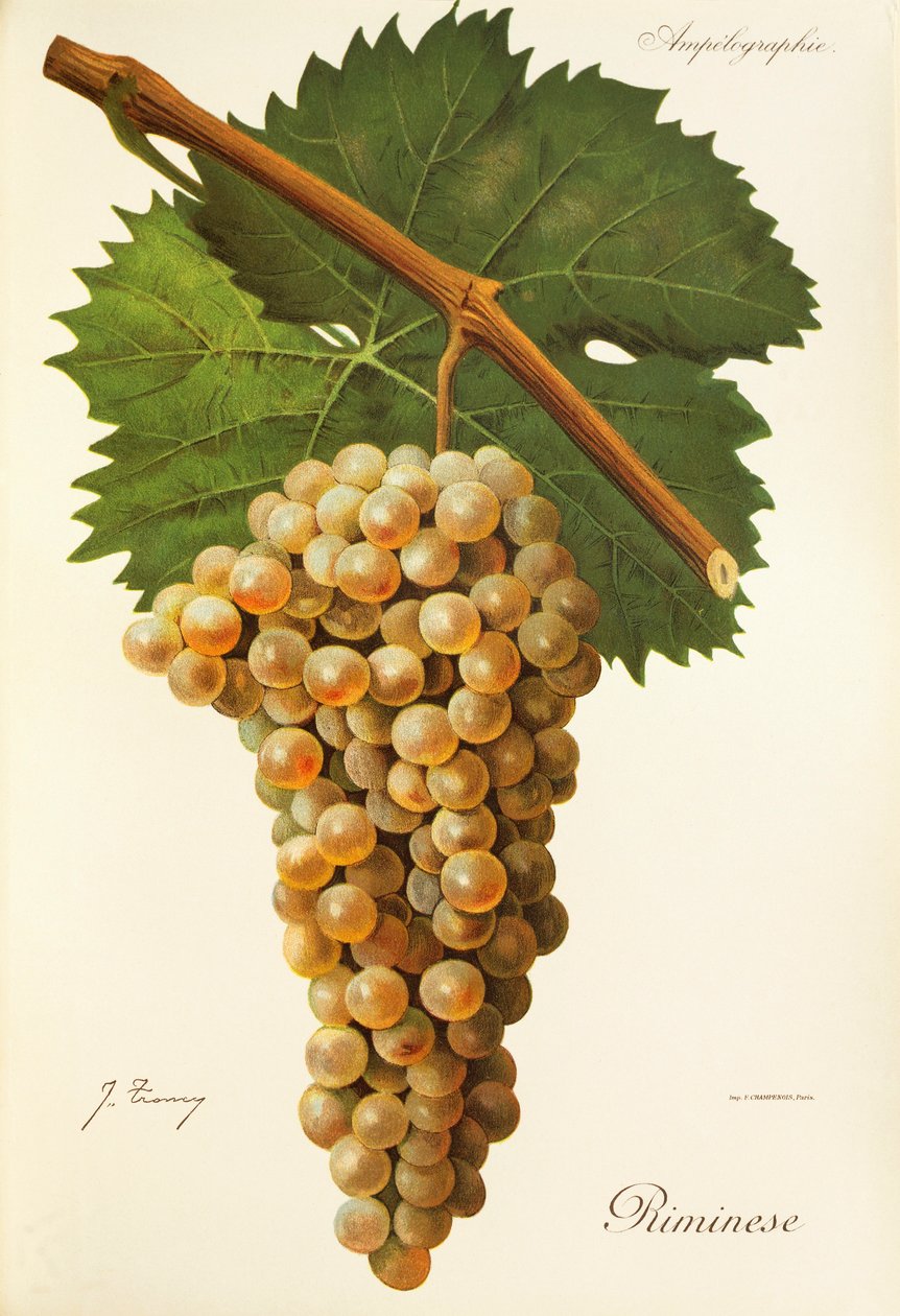 Winogrona Riminese J.Troncy autorstwa Jules Troncy