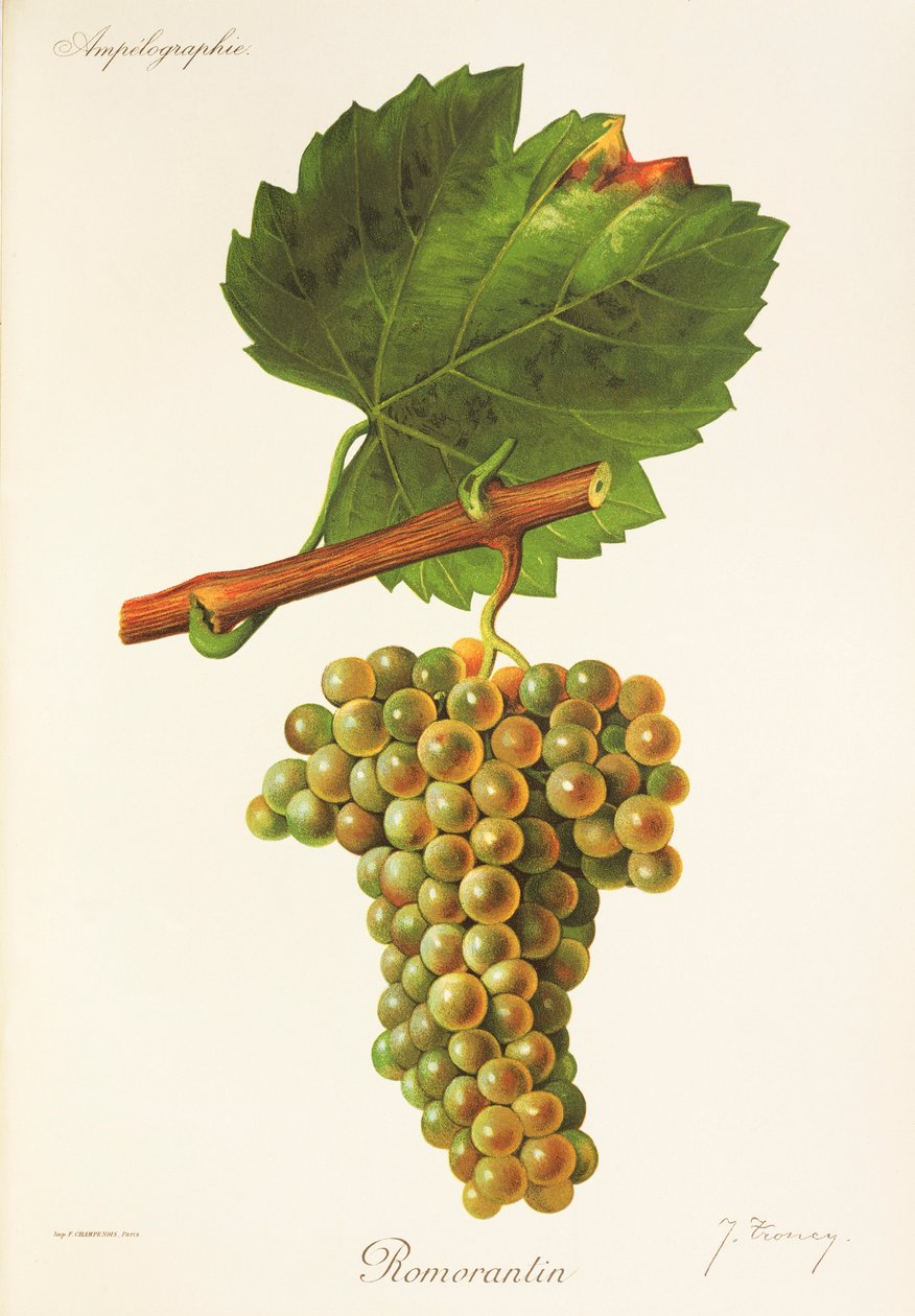 Winogrono Romorantin J.Troncy autorstwa Jules Troncy