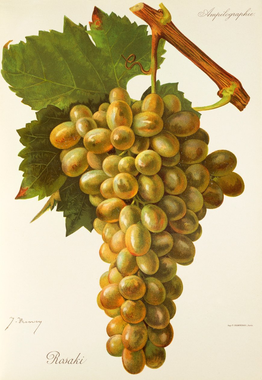 Winogrona Rosaki J.Troncy autorstwa Jules Troncy