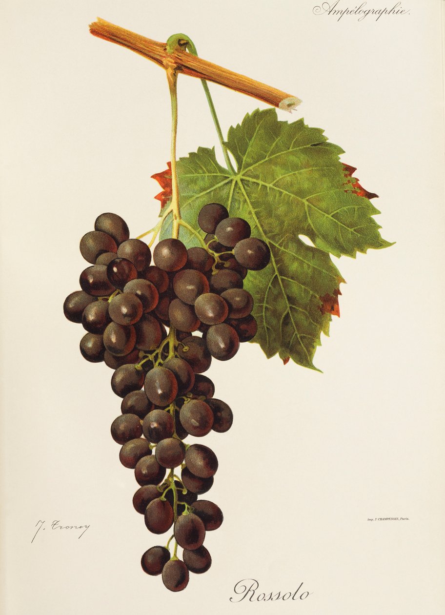 Winogrona Rossolo J.Troncy autorstwa Jules Troncy
