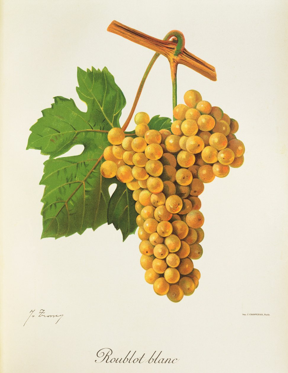 Winogrono Roublot Blanc J.Troncy autorstwa Jules Troncy