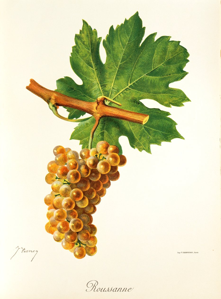 Winogrona Rousanne J.Troncy autorstwa Jules Troncy