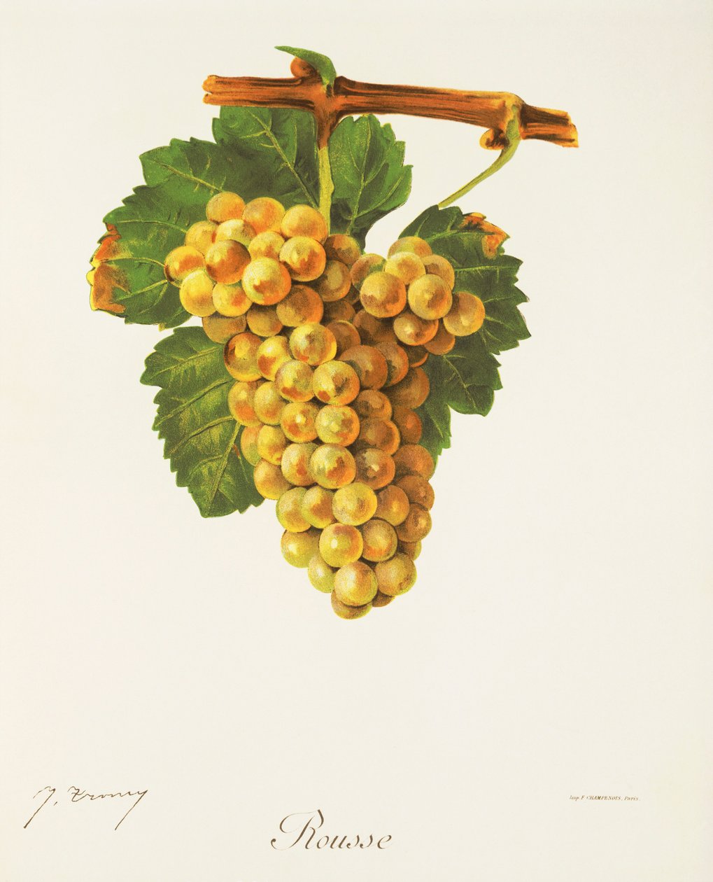 Winogrono Rousse J.Troncy autorstwa Jules Troncy