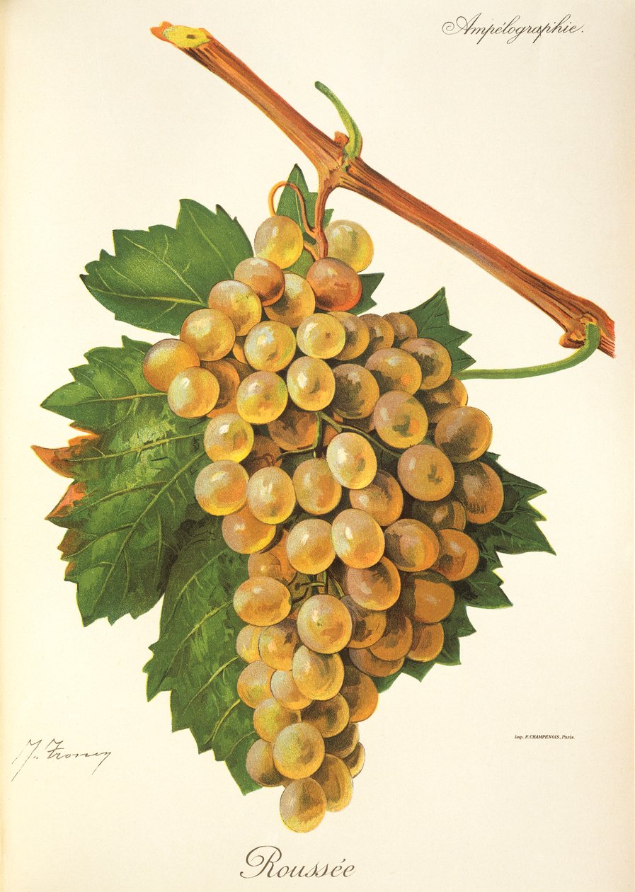 Winogrona Roussee J.Troncy autorstwa Jules Troncy