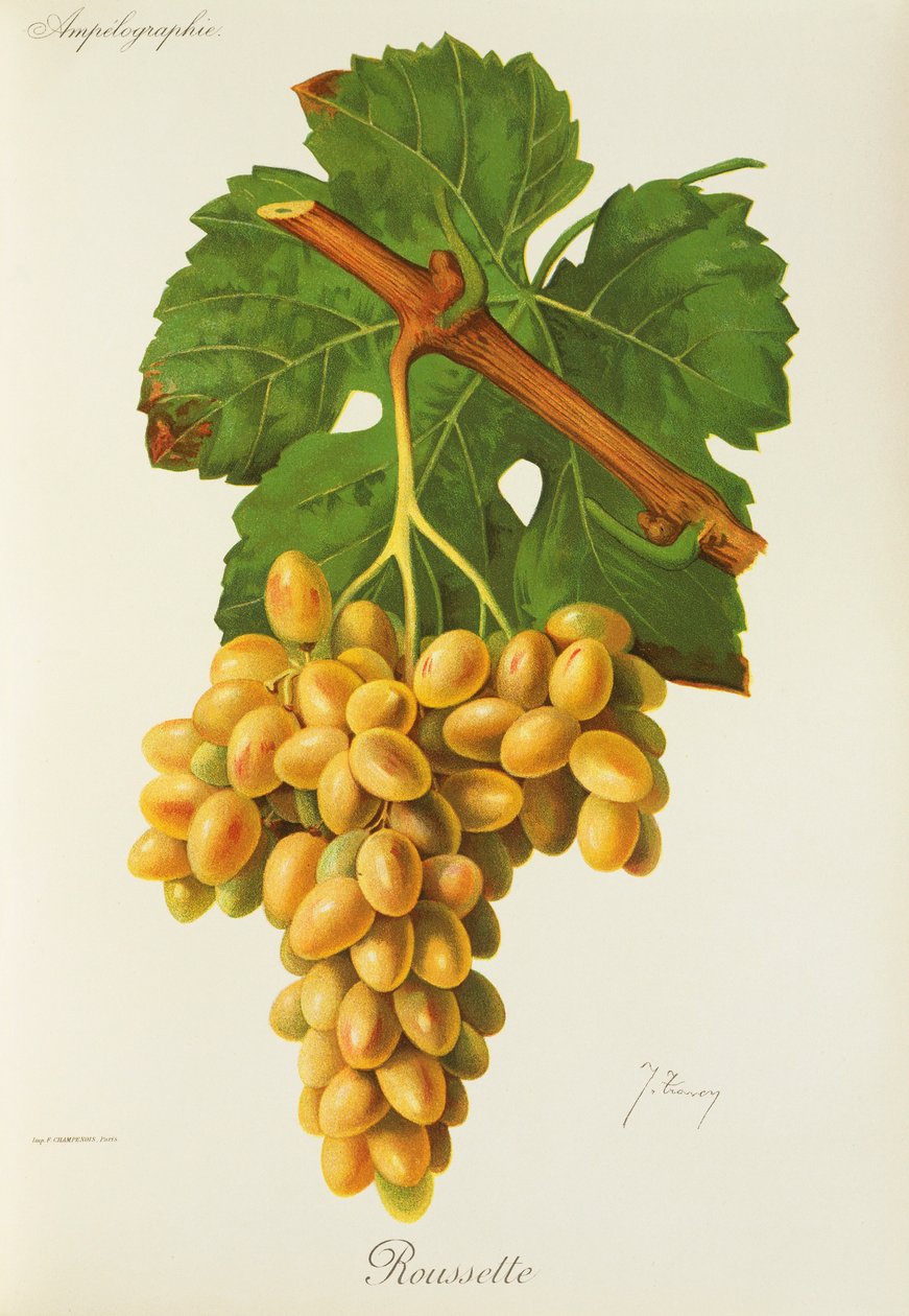 Winogrona kolenia J.Troncy autorstwa Jules Troncy