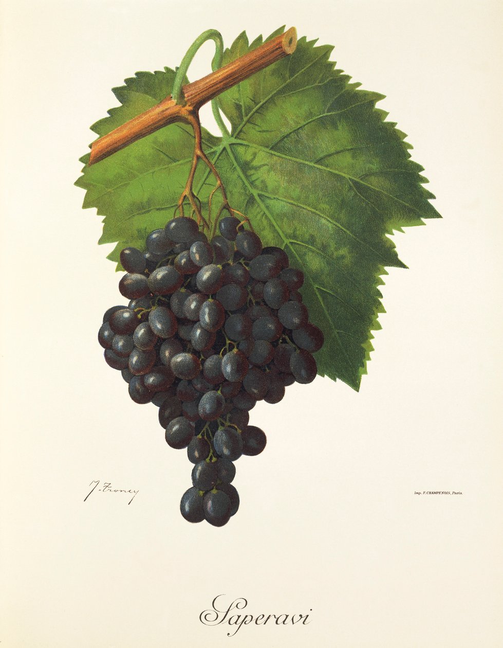 Winogrona Saperavi J.Troncy autorstwa Jules Troncy