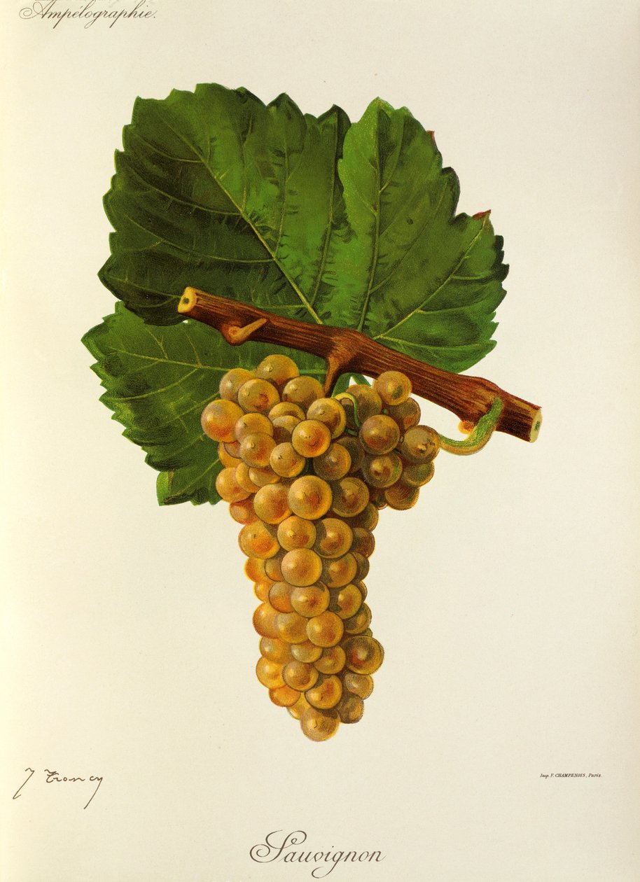 Winogrona Sauvignon J.Troncy autorstwa Jules Troncy