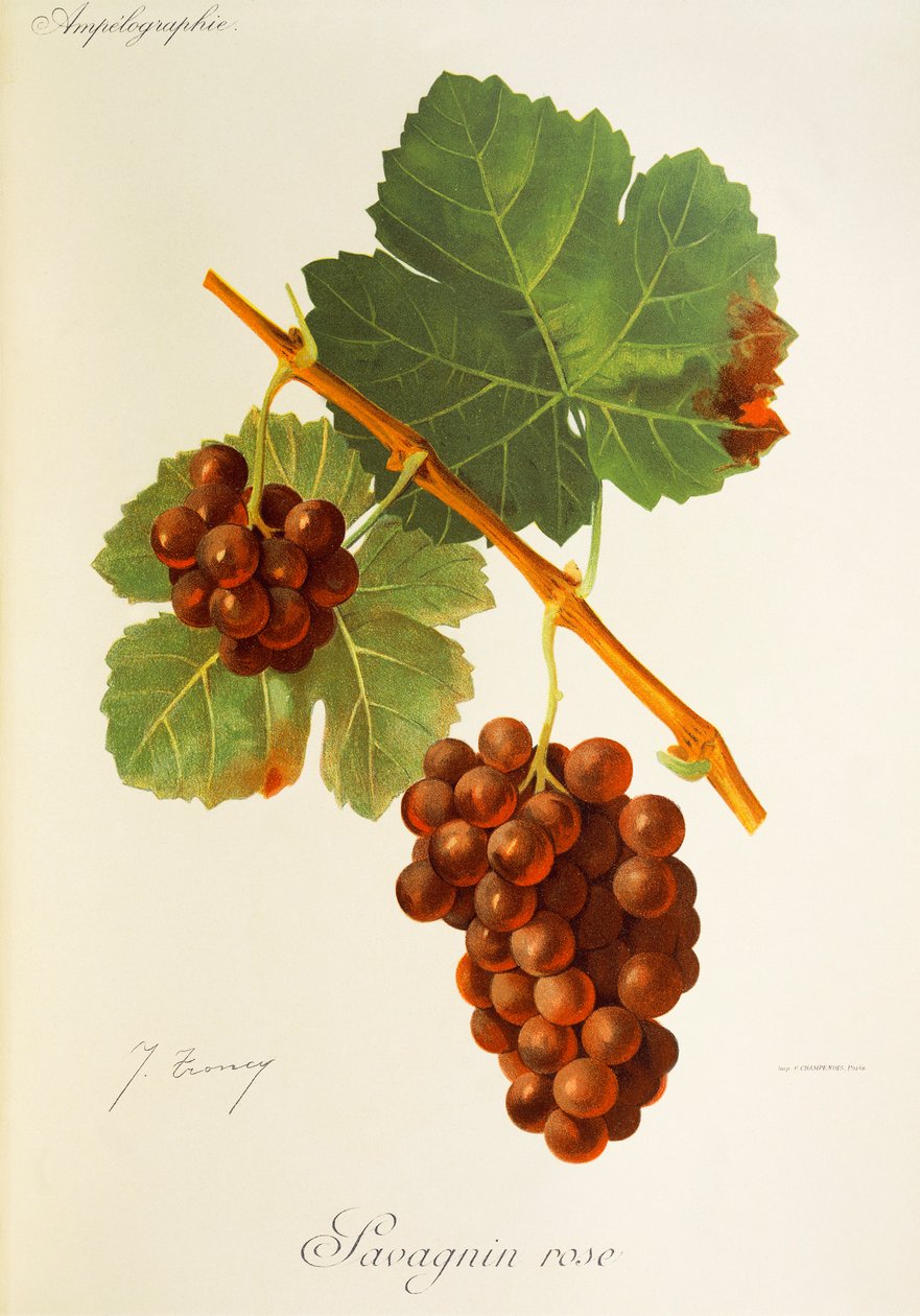 Winogrona Savagnin Rose J.Troncy autorstwa Jules Troncy