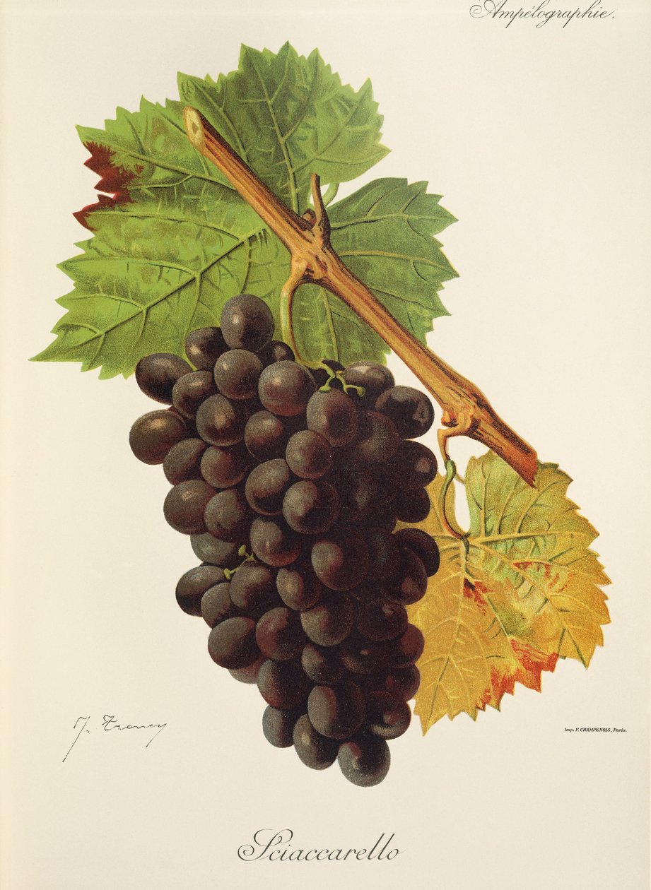 Sciaccarello winogronowe J.Troncy autorstwa Jules Troncy