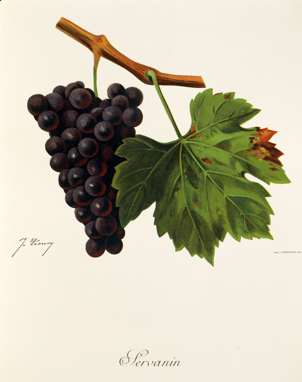 Servanin winogron J.Troncy autorstwa Jules Troncy
