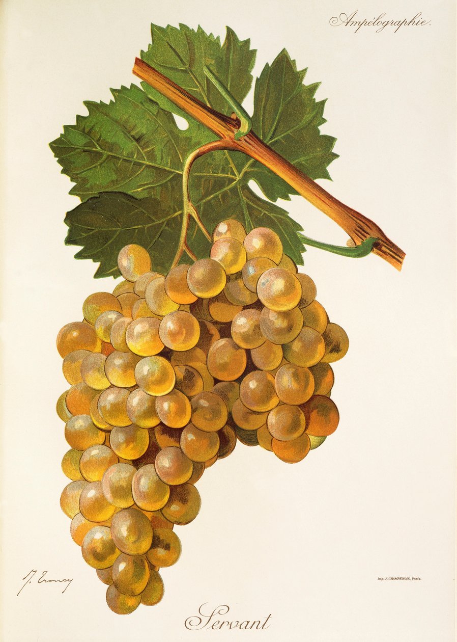 Winogrono służebne J.Troncy autorstwa Jules Troncy