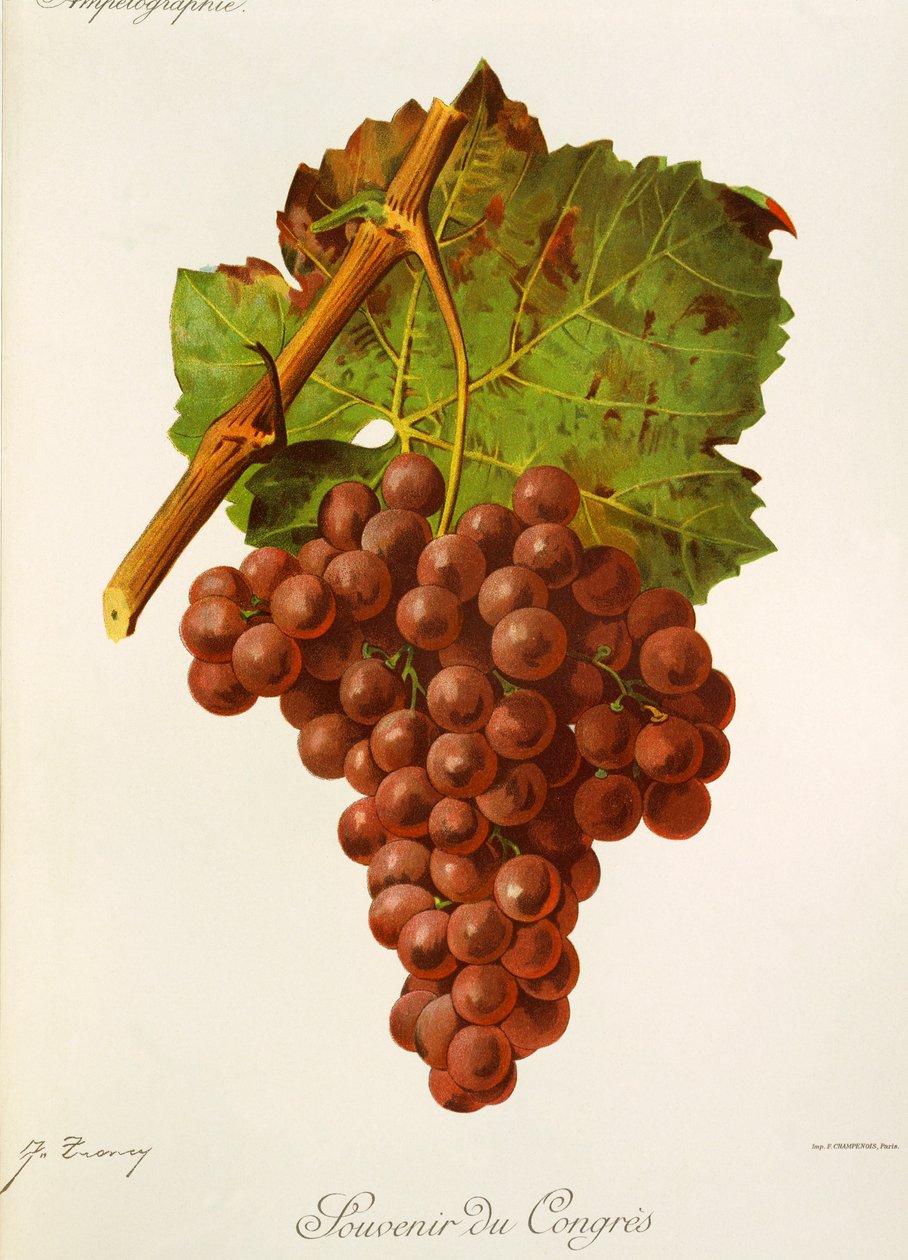 Souvenir of Congress winogron J.Troncy autorstwa Jules Troncy