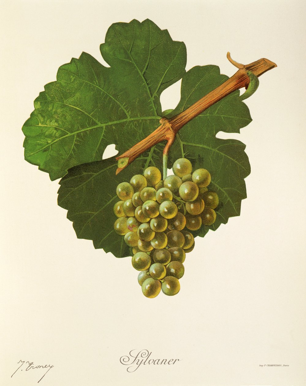 Winogrona Sylvaner J.Troncy autorstwa Jules Troncy