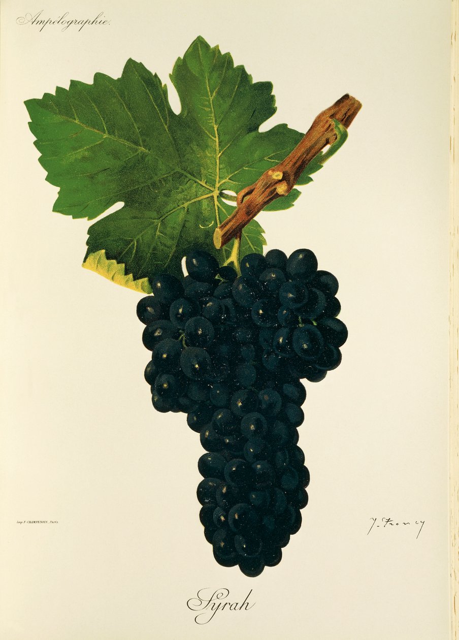Winogrona Syrah J.Troncy autorstwa Jules Troncy