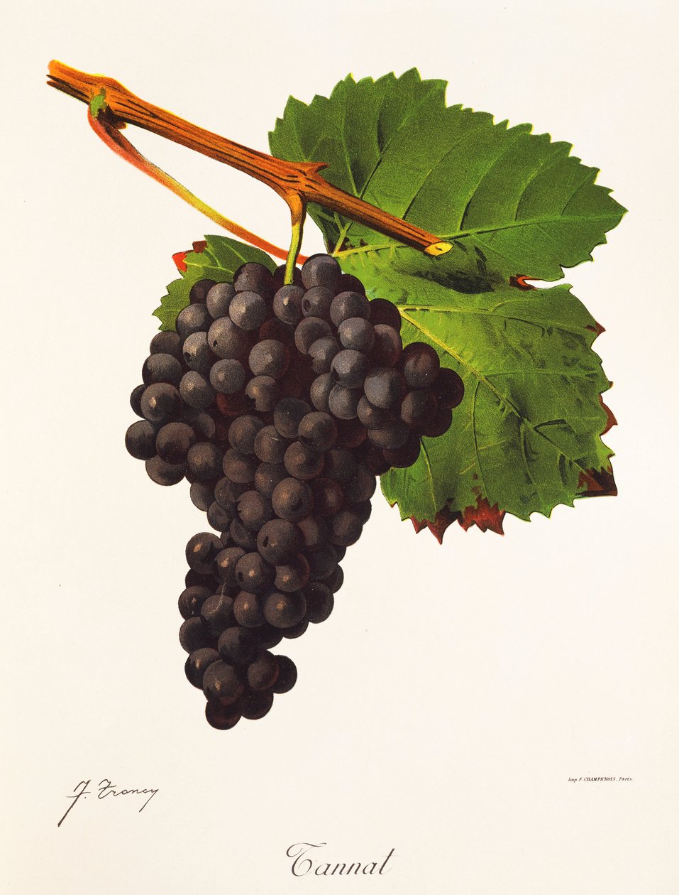 Winogrono Tannat J.Troncy autorstwa Jules Troncy