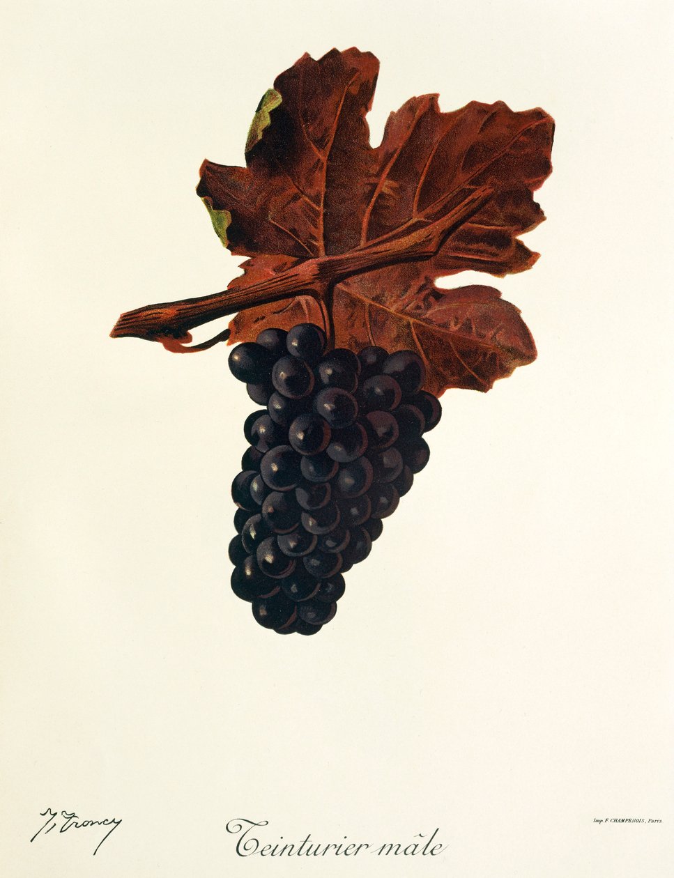 Teinturier Male winogron J.Troncy autorstwa Jules Troncy