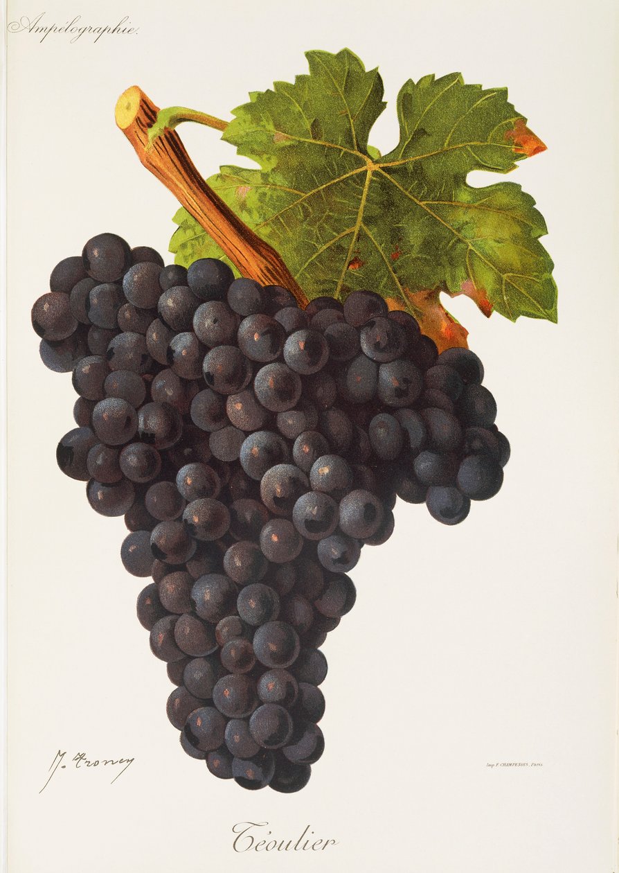 Winogrono Teoulier J.Troncy autorstwa Jules Troncy