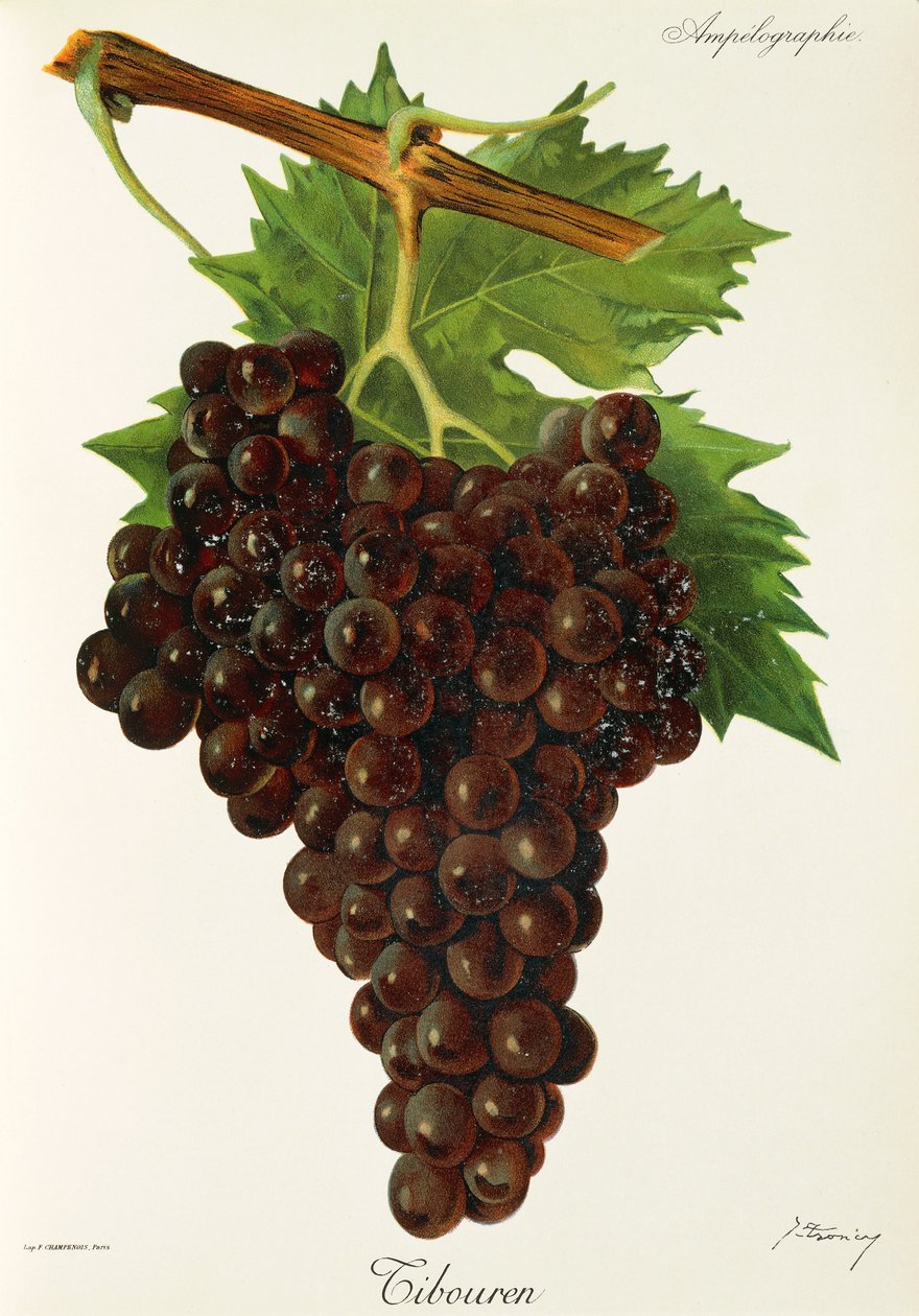 Winogrona Tibouren J.Troncy autorstwa Jules Troncy