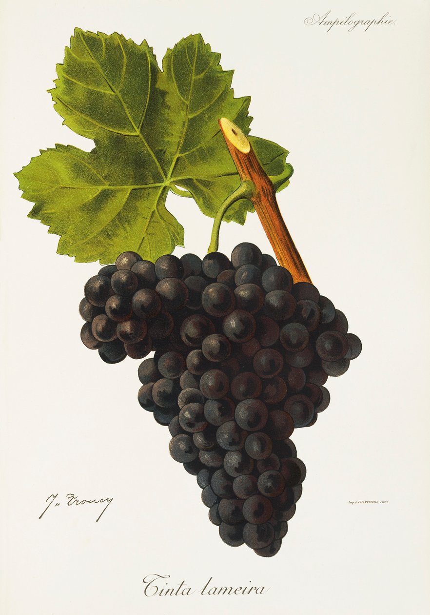 Atrament winogronowy Lameira J. Troncy autorstwa Jules Troncy
