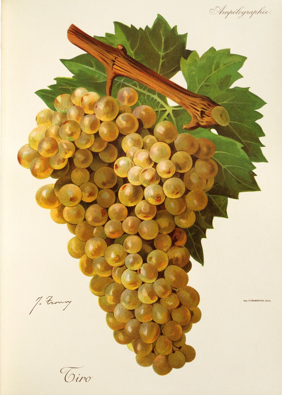 Winogrona Tiro J.Troncy autorstwa Jules Troncy