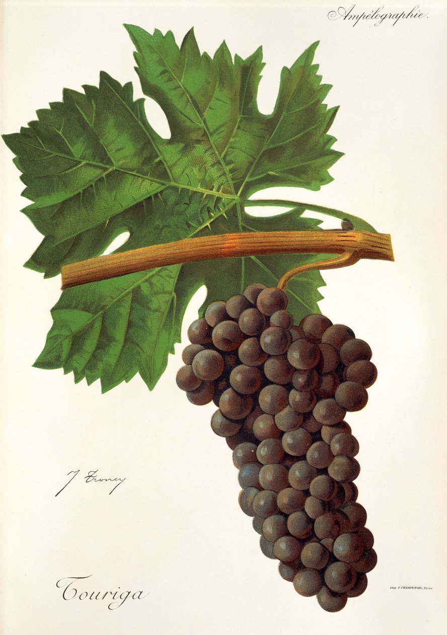 Winogrona Touriga J.Troncy autorstwa Jules Troncy