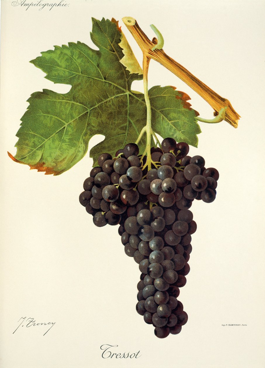Winogrona Tressot autorstwa J.Troncy autorstwa Jules Troncy
