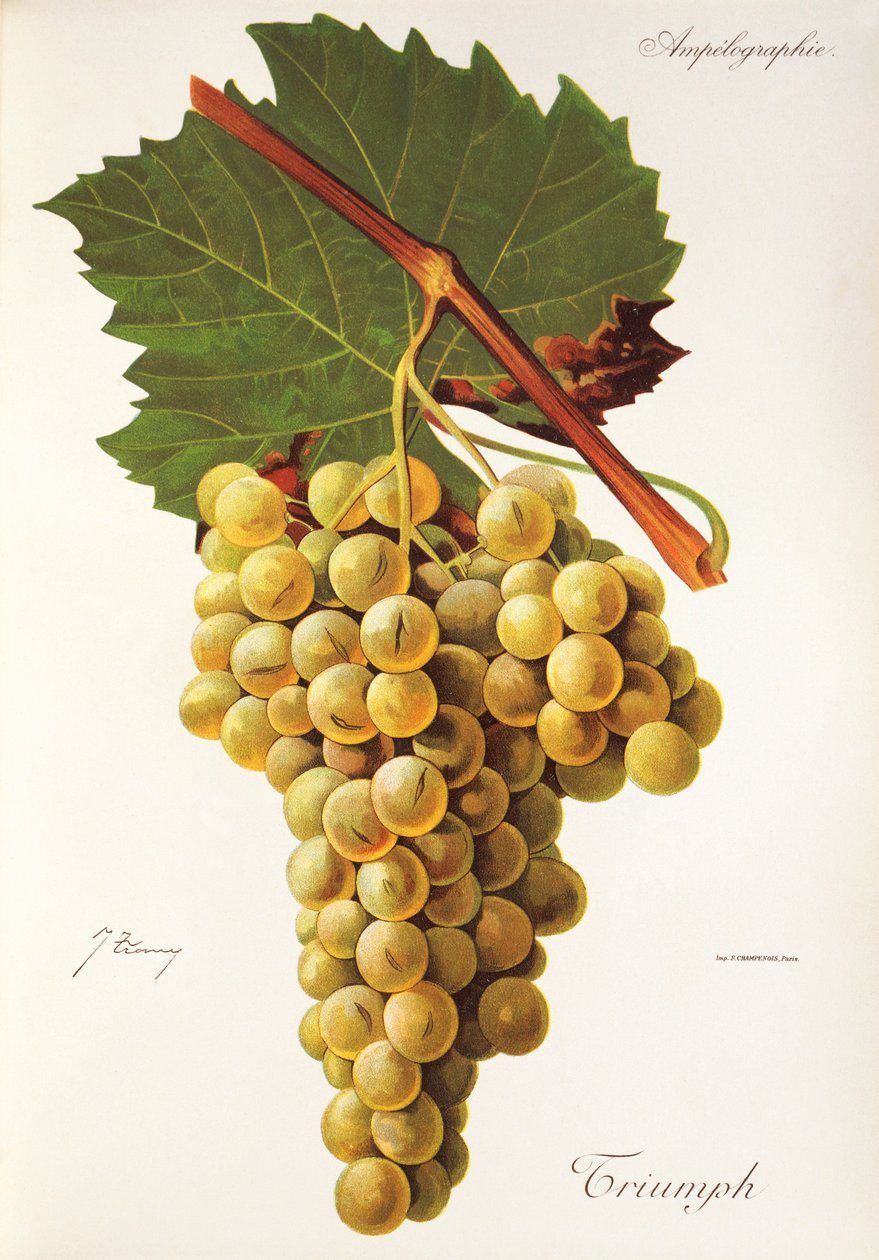 Winogrono Triumph J.Troncy autorstwa Jules Troncy