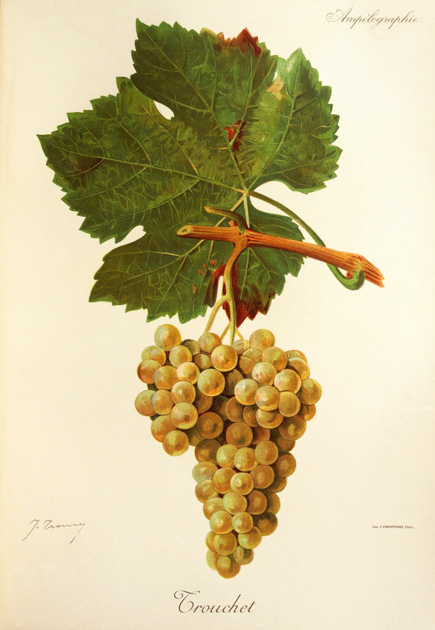 Trouchet winogron J.Troncy autorstwa Jules Troncy