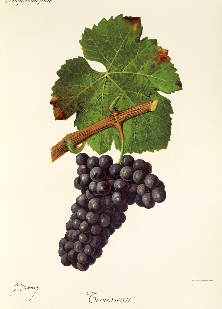Winogrona Trousseau J.Troncy autorstwa Jules Troncy