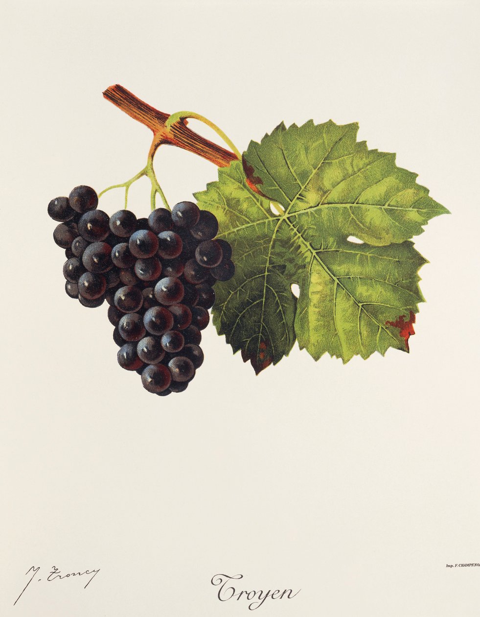 Troyen winogron J.Troncy autorstwa Jules Troncy