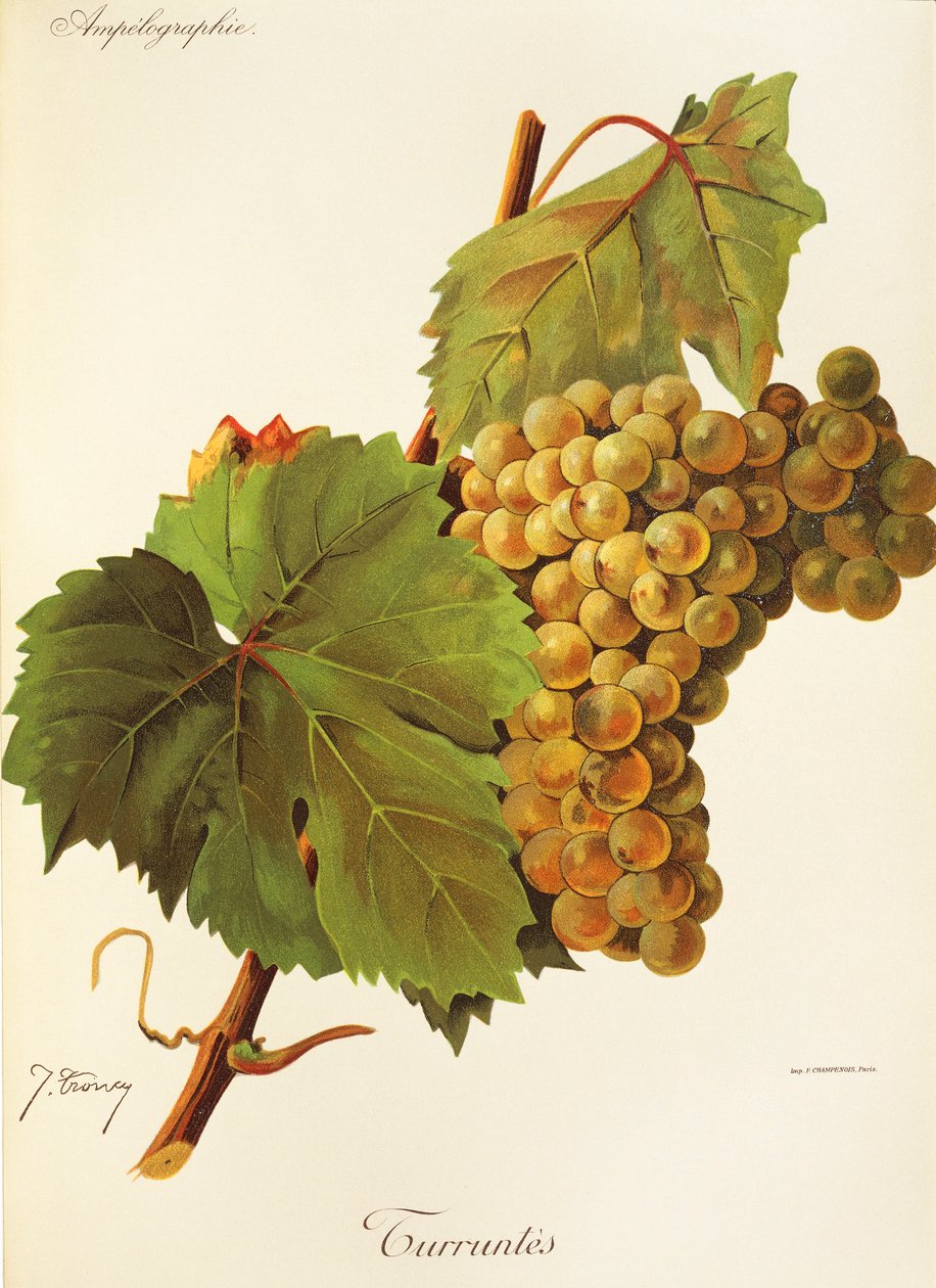 Winogrona Turruntes J.Troncy autorstwa Jules Troncy