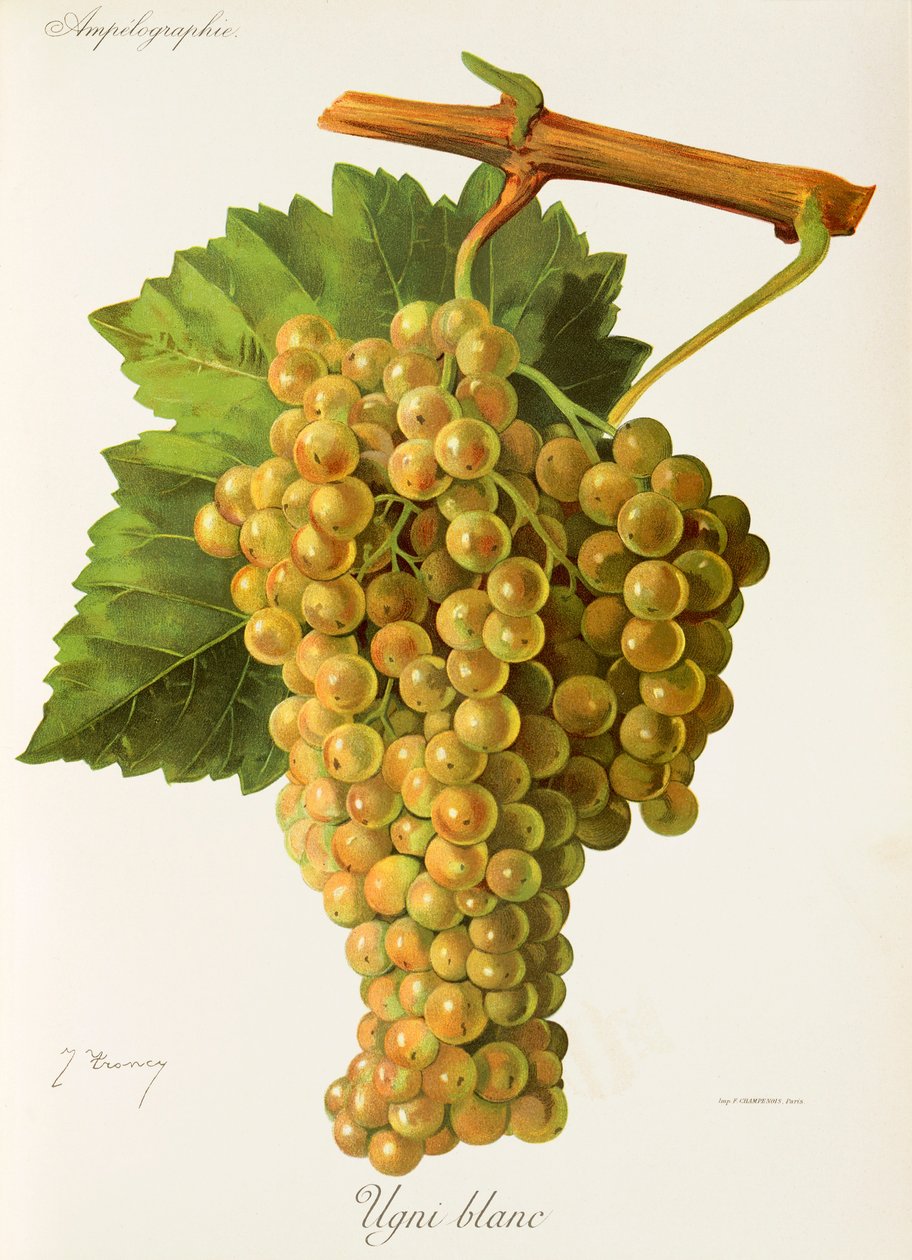 Winogrono Ugni Blanc J.Troncy autorstwa Jules Troncy