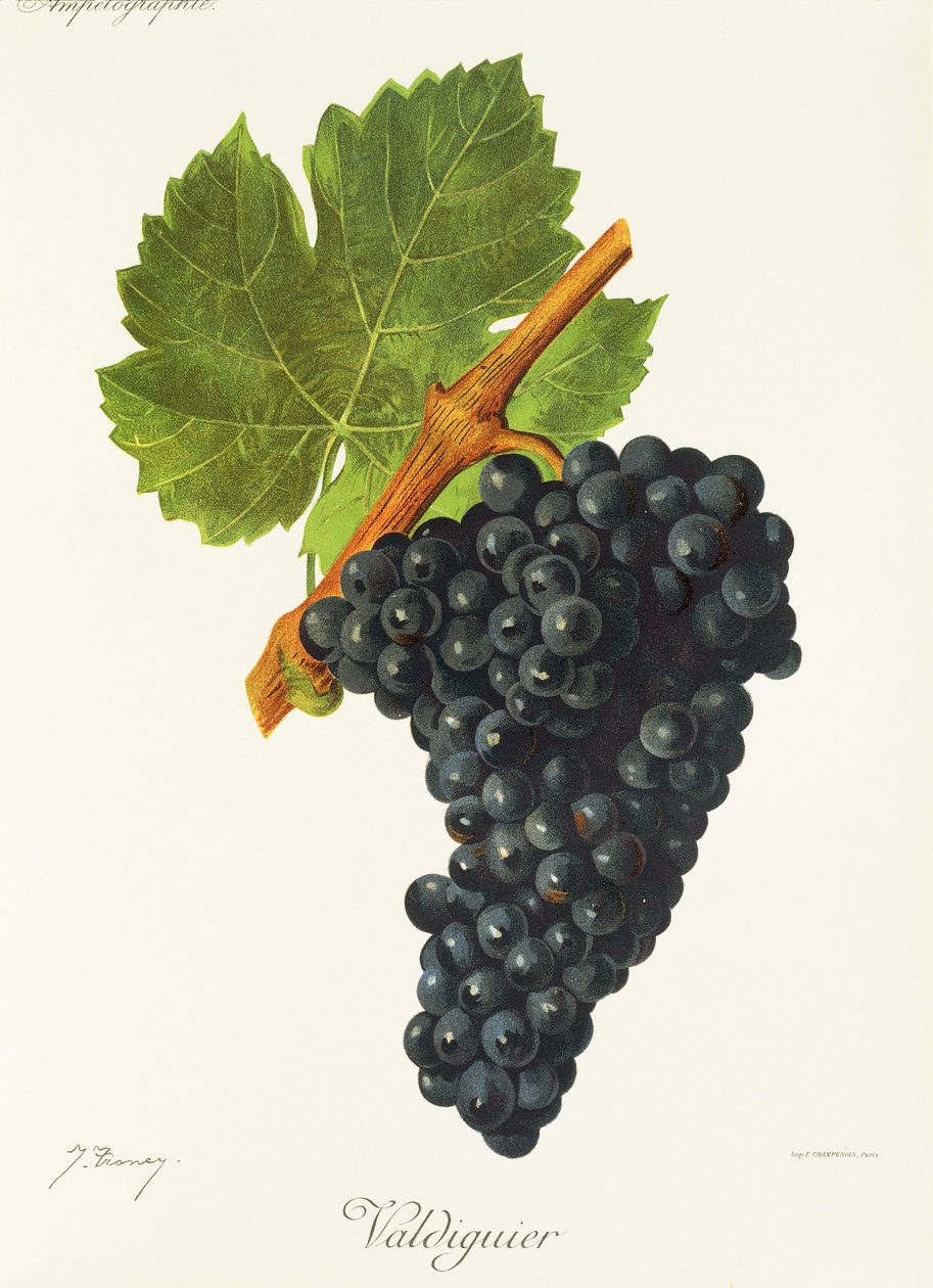 Winogrona Valdiguier J.Troncy autorstwa Jules Troncy
