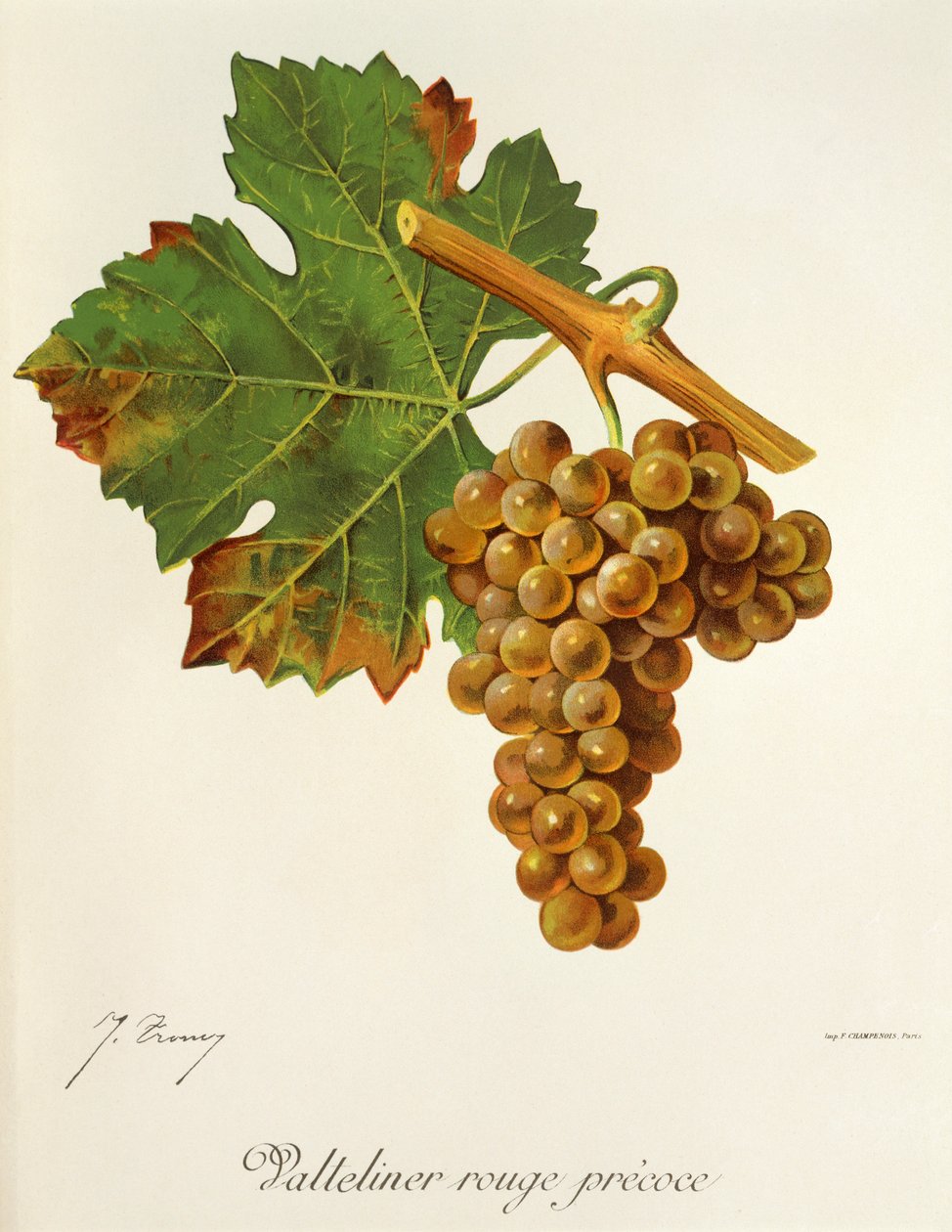 Valteliner Rouge Winogrona Precoce J.Troncy autorstwa Jules Troncy