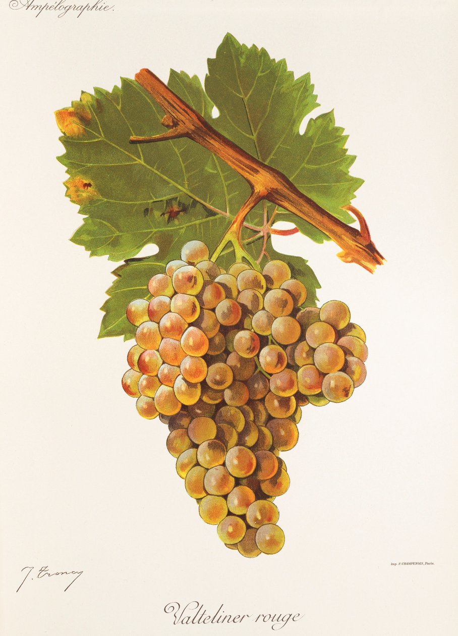 Winogrona Valteliner Rouge J.Troncy autorstwa Jules Troncy