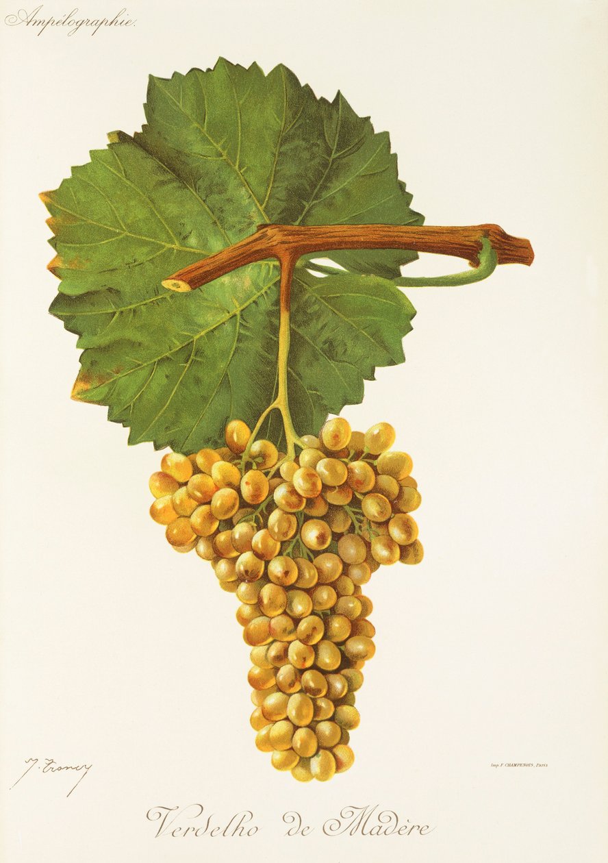 Winogrona Greenness of Wood autorstwa J.Troncy autorstwa Jules Troncy