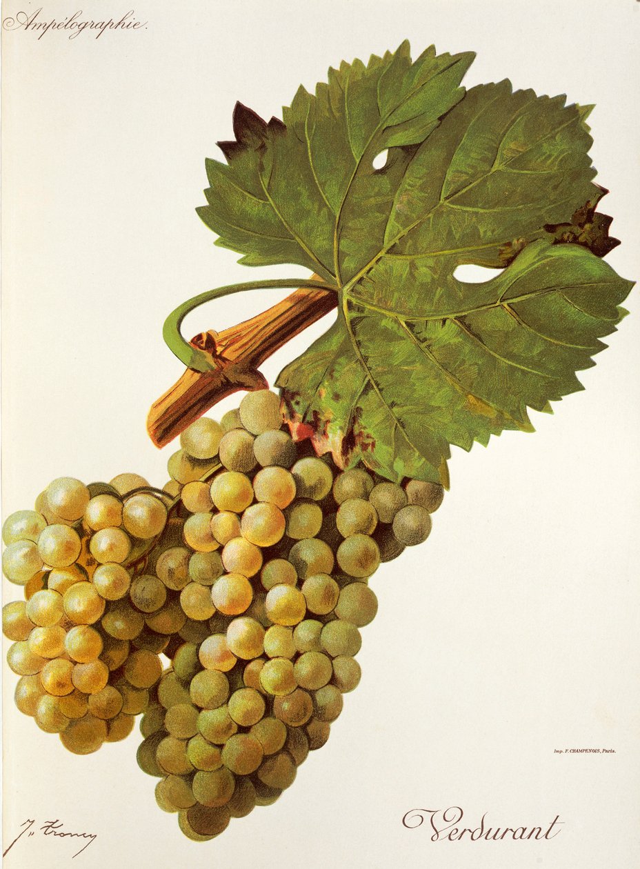 Winogrono Verdurant J.Troncy autorstwa Jules Troncy